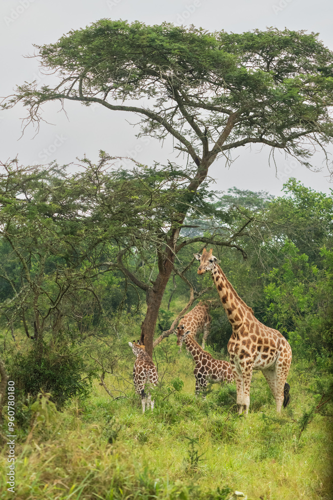 Giraffe in savannah