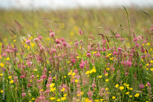a meadow of Sainfoin (Onobrychis viciifolia) growing wild, Wilts UK photo