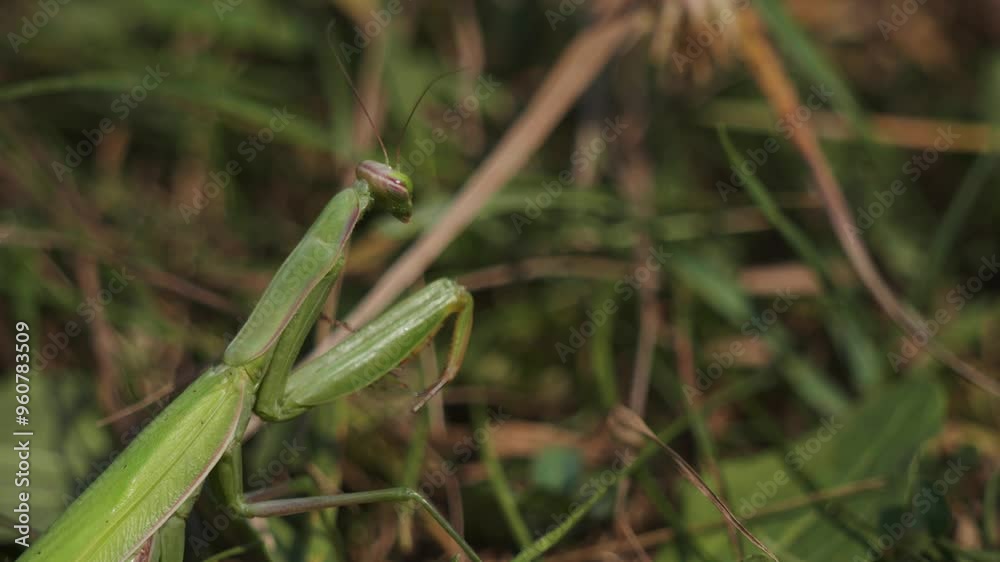 mantis cleaning its leg after eating - side view - close-up mantis cleaning its leg after eating - side view - close-up