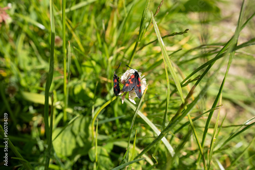 a six spot burnet moth (Zygaena filipendulae) feeding on a meadow flower photo