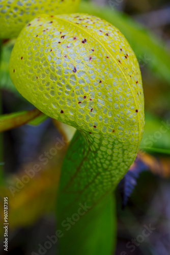 USA, Oregon, just north of Florence Darlingtonia plants found at the Darlingtonia State Natural Site photo