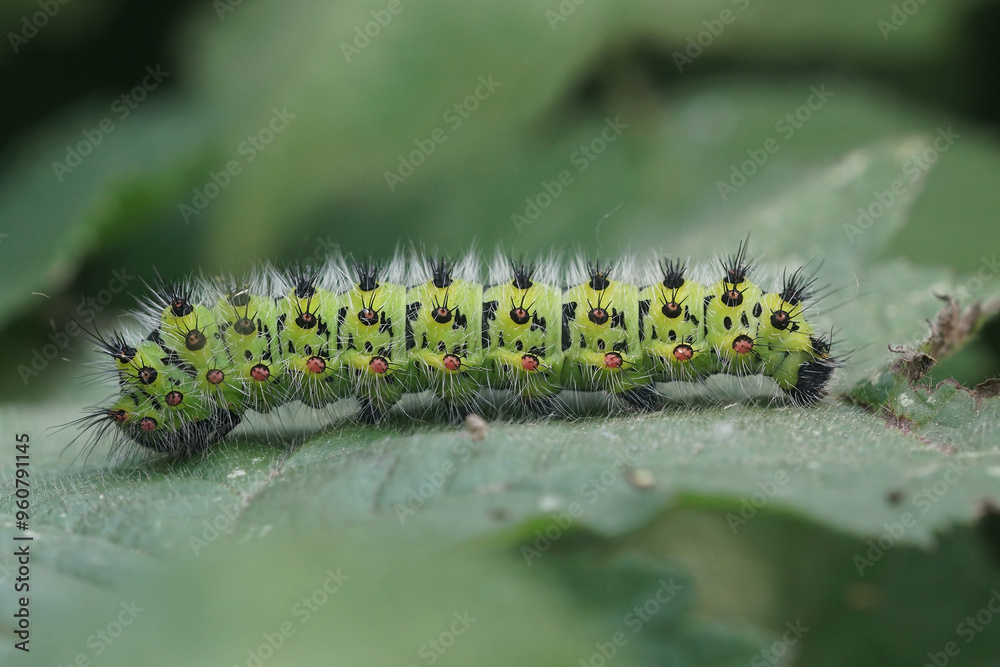 Closeup on the colorful green hairy caterpillar of the Small Emperor moth, Saturnia pavonia Closeup on the colorful green hairy caterpillar of the Small Emperor moth, Saturnia pavonia