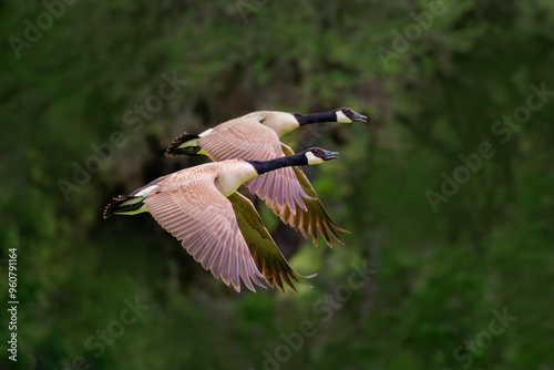 Canada goose pair in flight photo