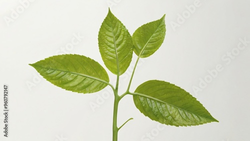 green plant leaf