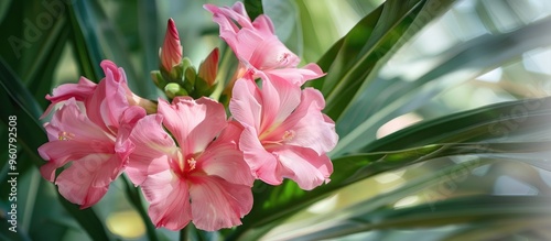 Close Up Photo Of Flower Called Pink Nerium Oleander In Full Bloom photo