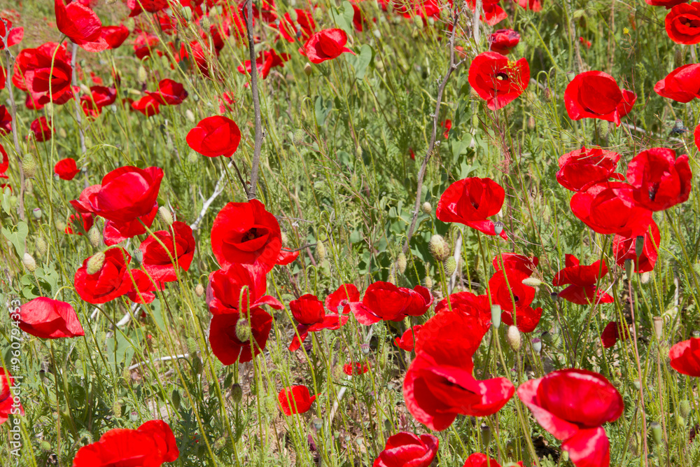 Obraz premium Red poppies on a background of green grass.