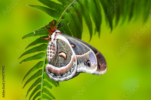 USA, Washington State, Sammamish. Close-up of Columbia silk moth on fern photo