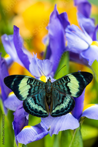 USA, Washington State, Sammamish. Tropical butterfly Panacea prola on blue Dutch iris