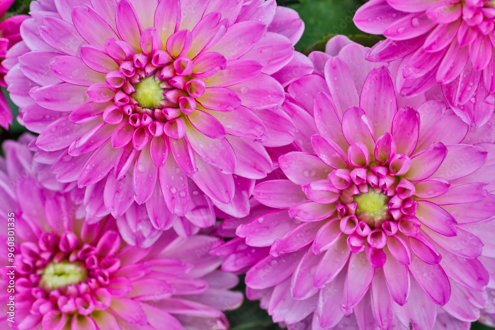 USA, Washington State, Sammamish. Dahlia flower close-up of petals USA, Washington State, Sammamish. Dahlia flower close-up of petals