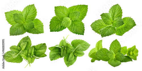 Obraz na płótnie Collage mix set of Green brandy mint leaves. Fresh aromatic herbs ingredient for mojito and refreshing cocktails or tea drink. Organic natural plant leaf. Isolated. PNG. w salonie