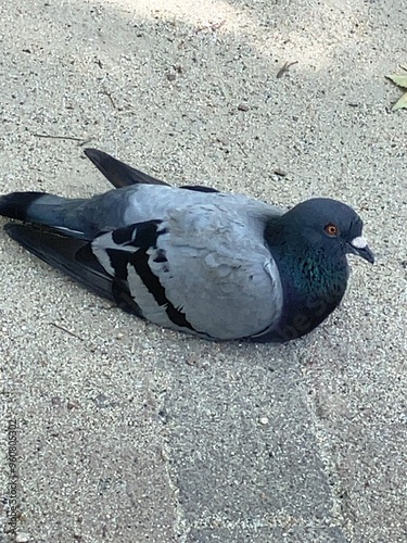 休憩する鳩