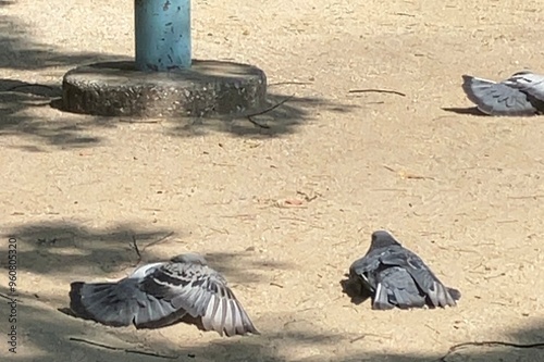 鳩