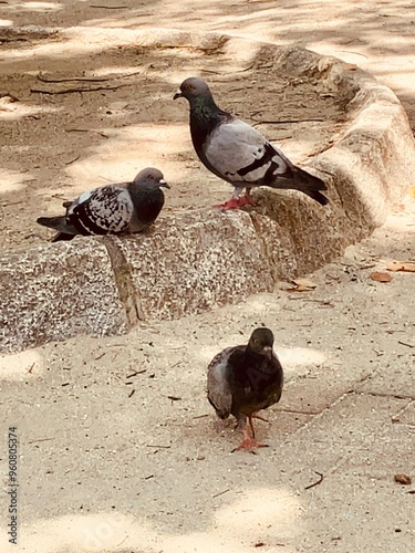 鳩