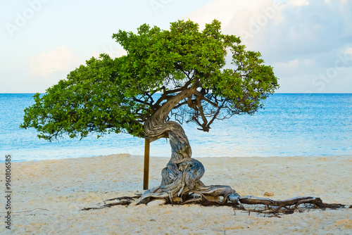 Fofoti tree on Eagle beach Aruba photo