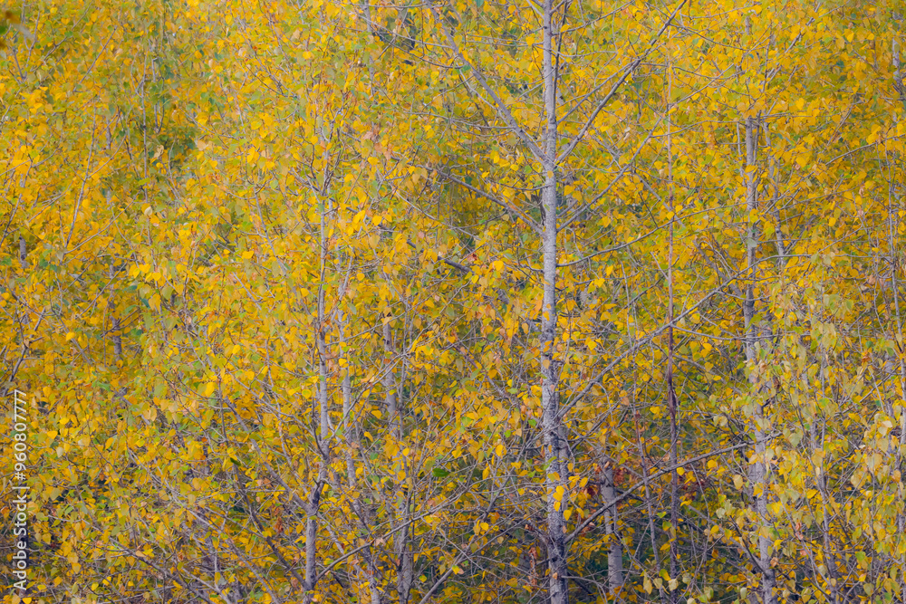 USA, Washington State, Preston. Golden fall colors with cottonwood trees USA, Washington State, Preston. Golden fall colors with cottonwood trees