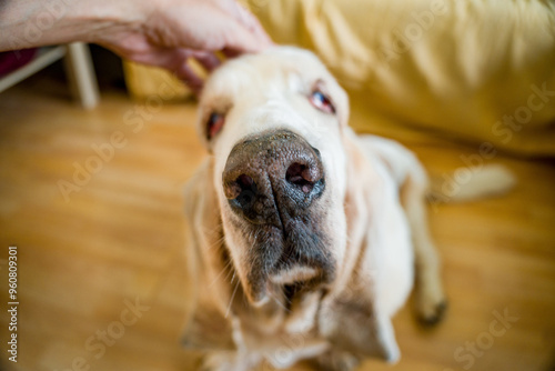 Hand Touching Head of Adorable Basset Hound Dog in the Dining Room at Home with Its Muzzle in Foreground