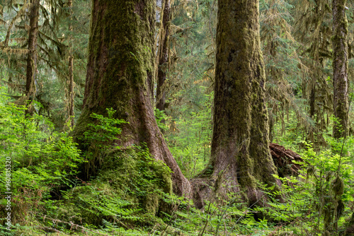 USA, Washington State, Olympic National Park, Hoh Rainforest. Trunks of ancient Sitka spruce are surrounded with huckleberry bushes. photo