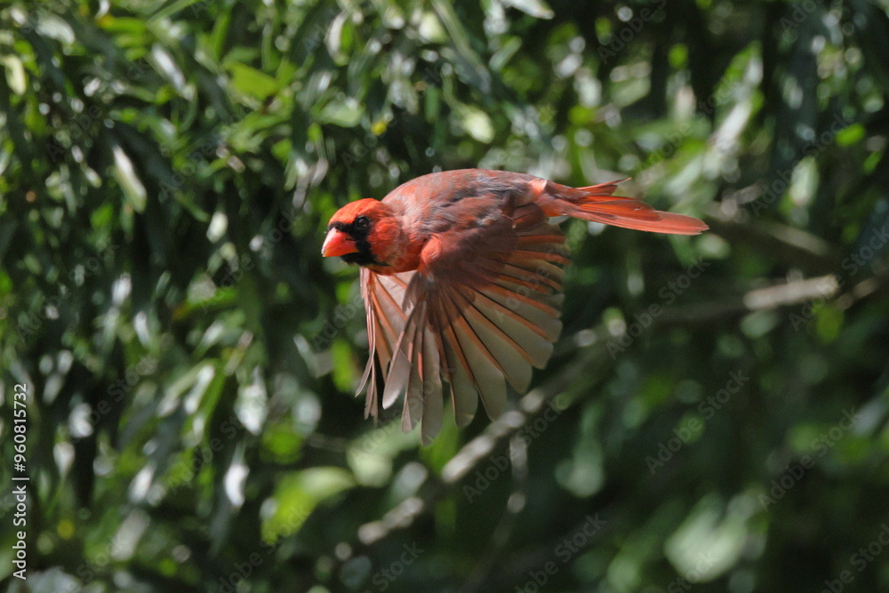 Red male cardinal inflight Red male cardinal inflight