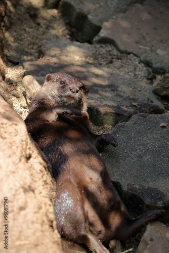 コツメカワウソ　ゴロンと寝転ぶ photo