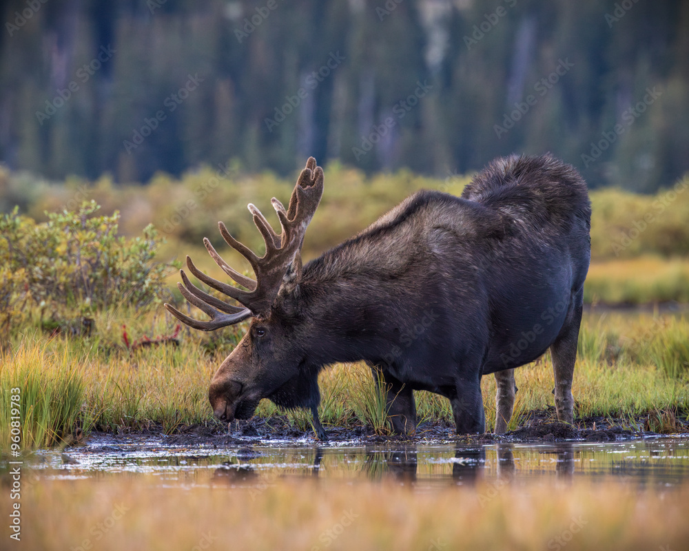 Bull Shiras Moose - alces alces - wading drinking water from pond in Colorado, USA Bull Shiras Moose - alces alces - wading drinking water from pond in Colorado, USA
