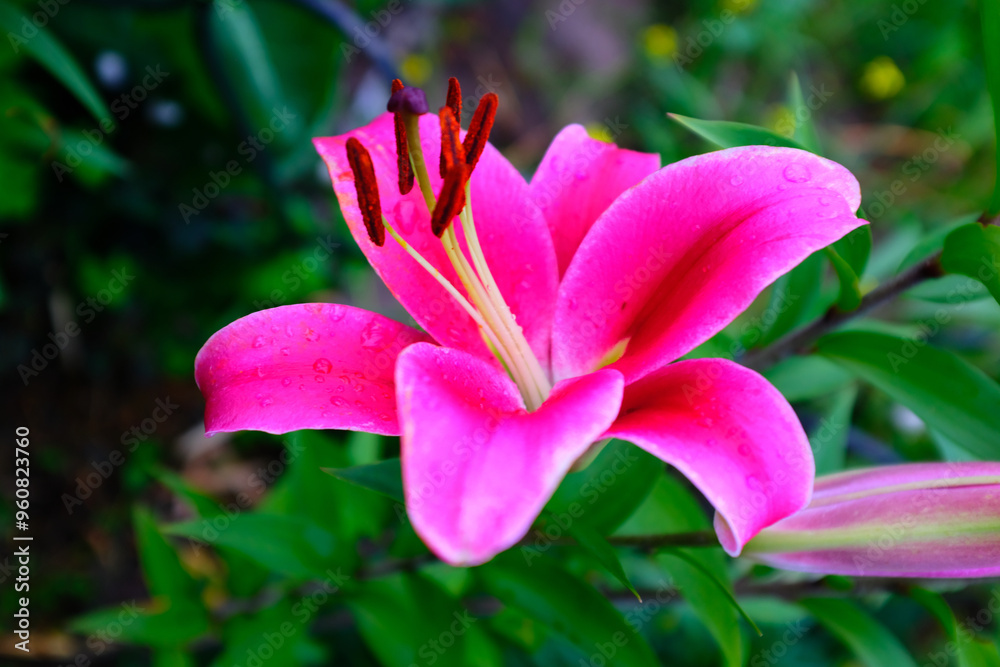 Fototapeta premium Magenta lily on a blurred background, selective focus. Bright flower for publication, poster, calendar, post, screensaver, wallpaper, postcard, banner, cover, website. High quality photo