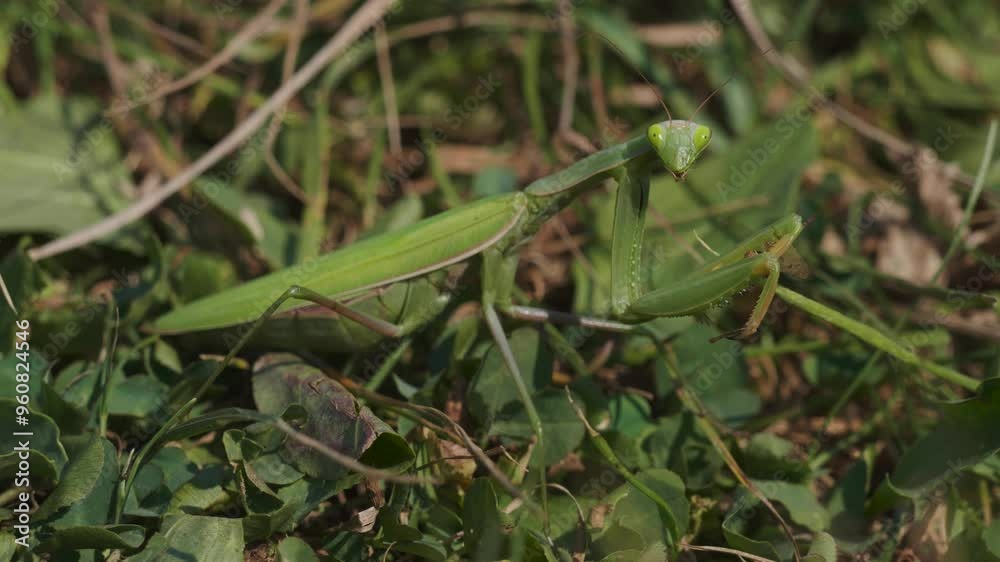 mantis looks at camera and finishes eating grasshopper mantis looks at camera and finishes eating grasshopper