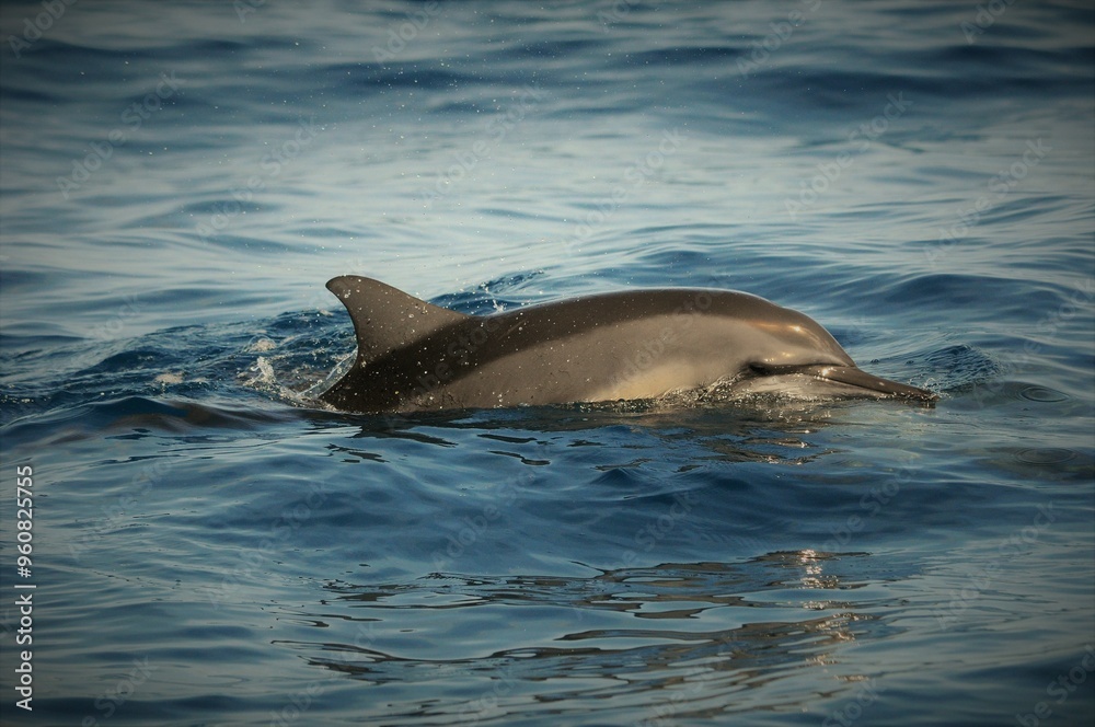 Obraz premium dolphin in the water