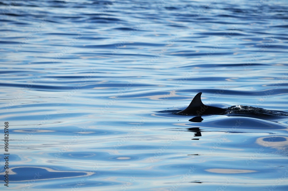 Obraz premium dolphin in water