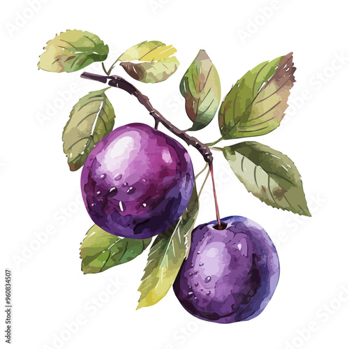 Watercolor vector of Plum, isolated on a white background, and Plum vector
