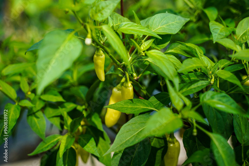 Small, yellow, hot peppers hanging off the plant. Vegetable garden. photo