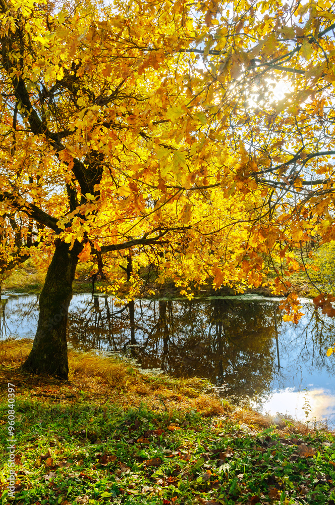 Autumn landscape - yellow oak trees near the forest pond at sunset, autumn landscape in sunny day, soft filter appllied Autumn landscape - yellow oak trees near the forest pond at sunset, autumn landscape in sunny day, soft filter appllied