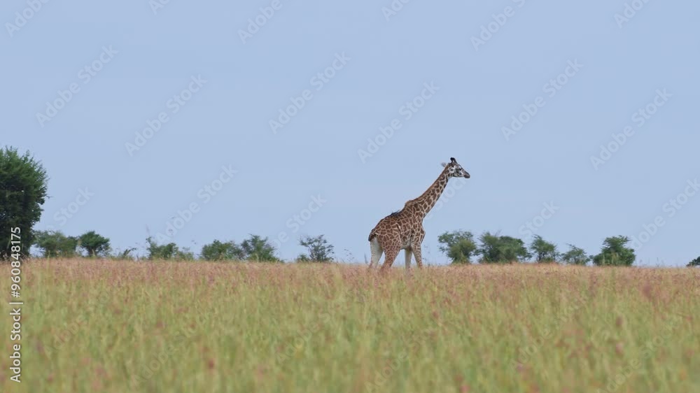 A giraffe strolls gracefully across a lush field, Masai Mara Reserve, Kenya A giraffe strolls gracefully across a lush field, Masai Mara Reserve, Kenya