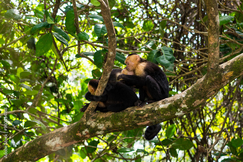 White faced capuchin monkey in a tree in Manuel Antonio National Park in Costa Rica.