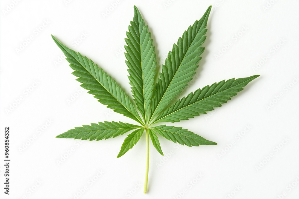 green marijuana leaf ganja on white background, generative AI green marijuana leaf ganja on white background, generative AI
