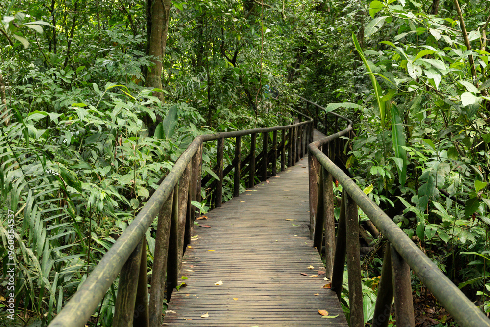 Wooden walking paths through the rainforest in Manuel Antonio National Park in Costa Rica. Wooden walking paths through the rainforest in Manuel Antonio National Park in Costa Rica.