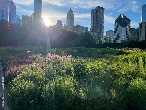 Flowers on the outskirts of a city