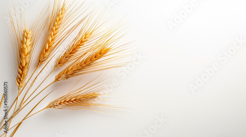 wheat straws in close-up, realistic zoom shot against a white background