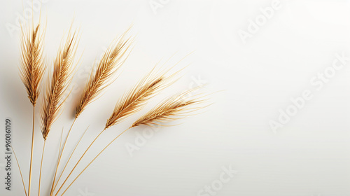 wheat straws in close-up, realistic zoom shot against a white background