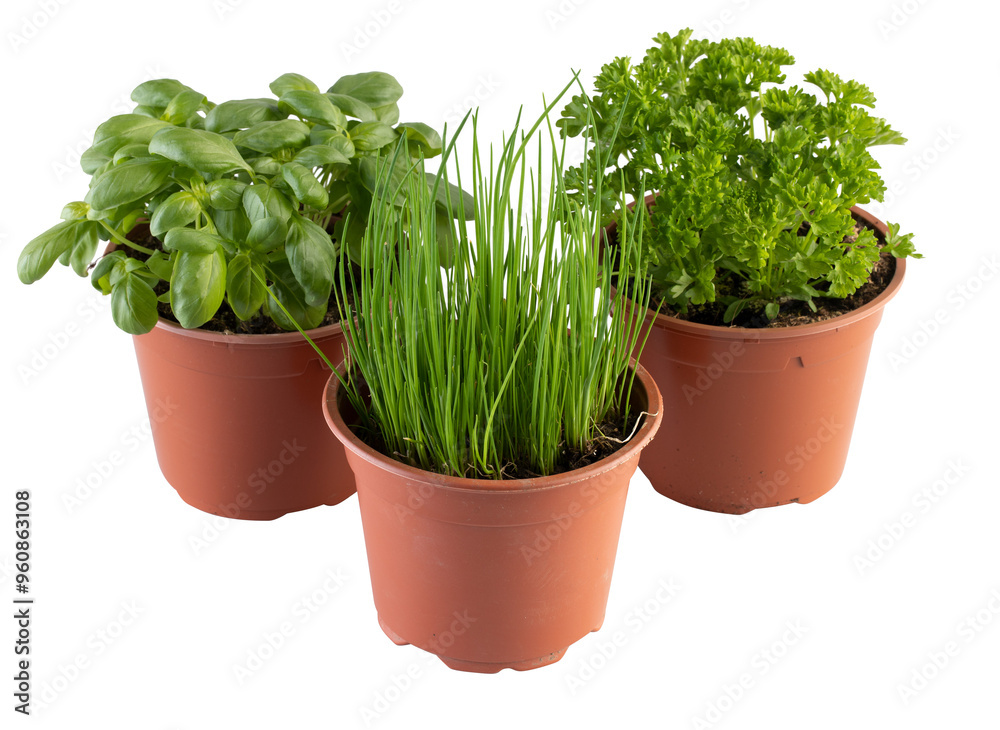 basil parsley chives harb in a pot basil parsley chives harb in a pot