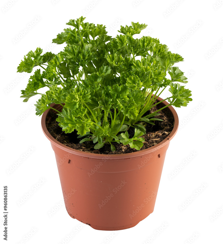 parsley harb bright green full pot parsley harb bright green full pot