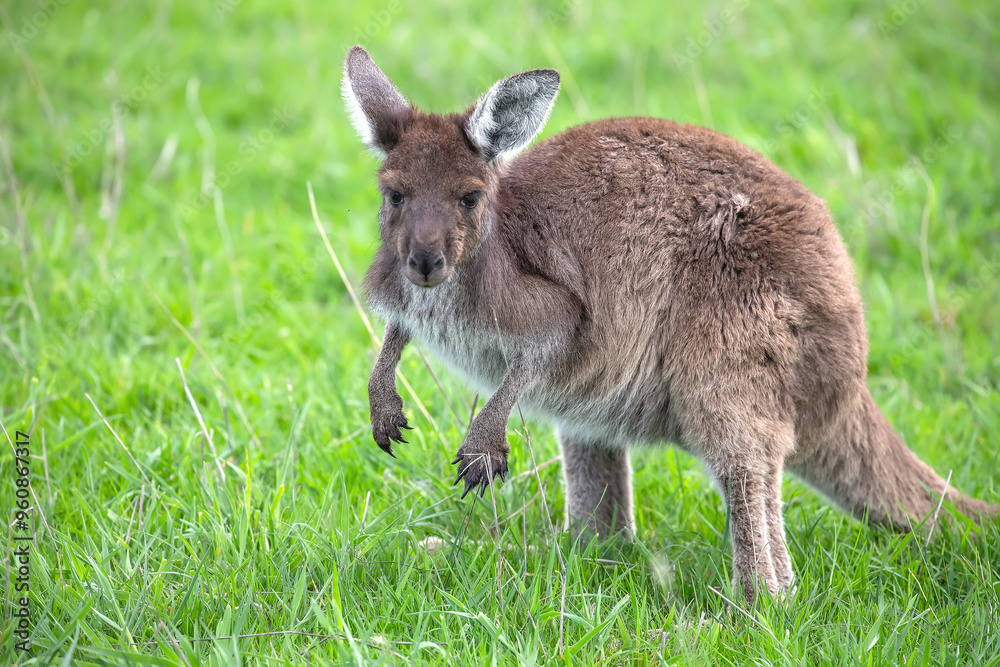 Cute wallaby kangaroo is grazing on a green meadow in Australia, wildlife and beauty in nature Cute wallaby kangaroo is grazing on a green meadow in Australia, wildlife and beauty in nature