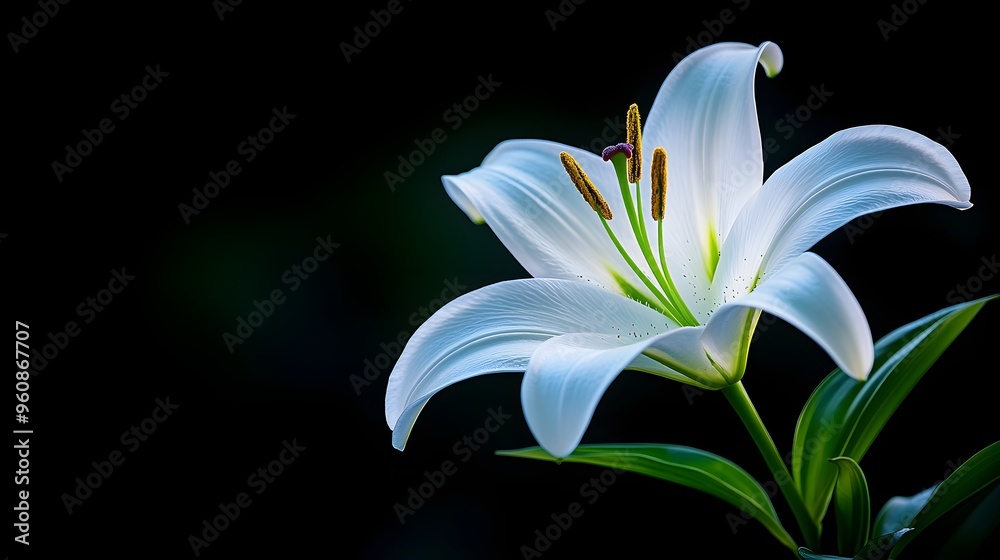 White lily with delicate petals unfurling in the dark, soft ethereal glow surrounding the flower, Fantasy, Low-key lighting, Dreamlike White lily with delicate petals unfurling in the dark, soft ethereal glow surrounding the flower, Fantasy, Low-key lighting, Dreamlike