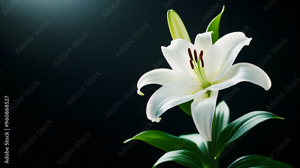 White lily close-up in a dark room with subtle backlighting, emphasizing purity and elegance, Cinematic, High-definition, Deep shadows White lily close-up in a dark room with subtle backlighting, emphasizing purity and elegance, Cinematic, High-definition, Deep shadows