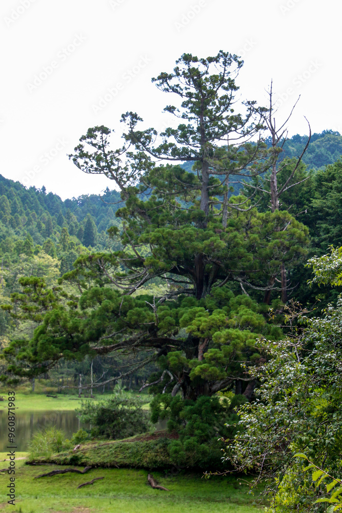 Fototapeta premium 岩尾池