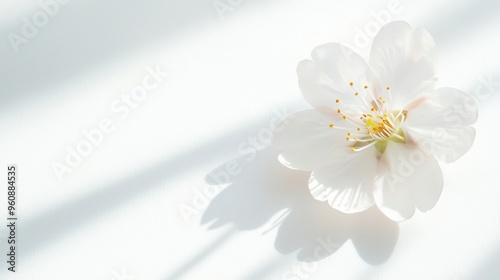 Single Delicate White Flower with Shadow on White Background