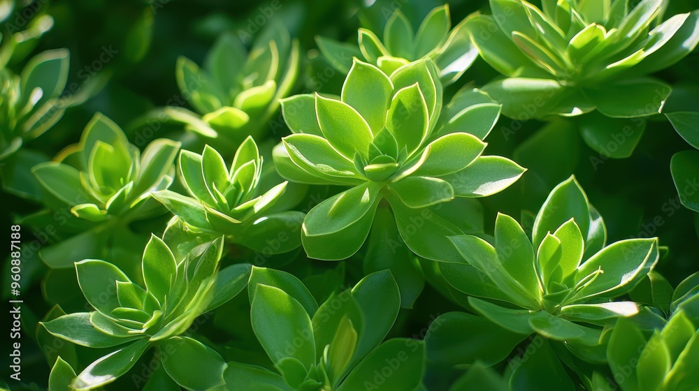 Green Succulents Close Up Texture Background Green Succulents Close Up Texture Background
