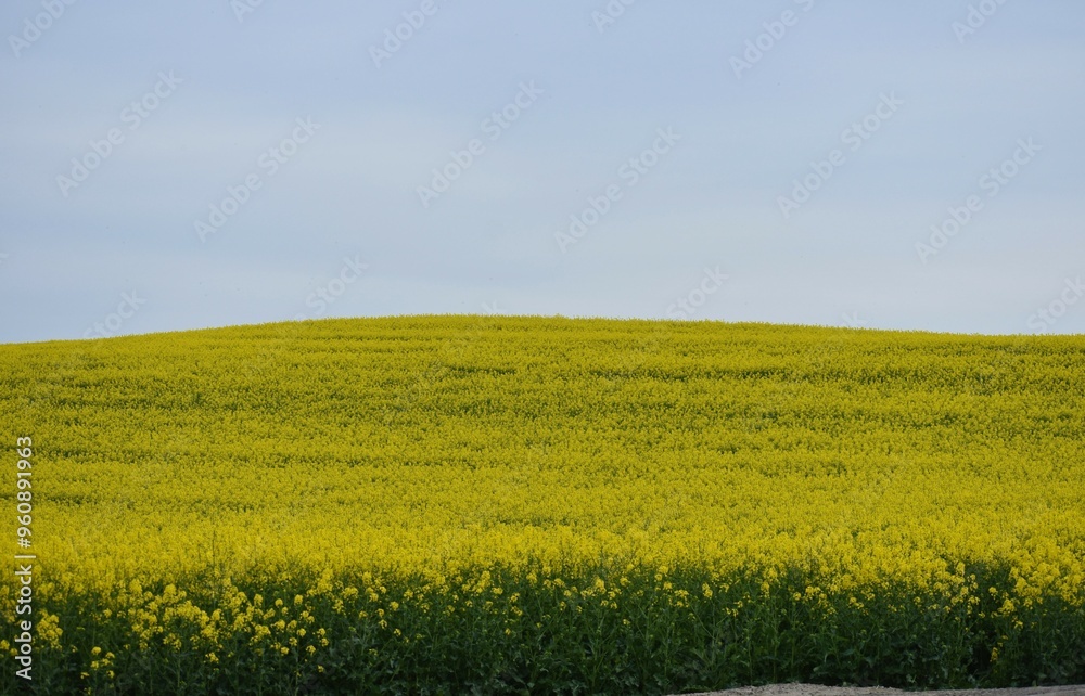 Fototapeta premium Rzepak