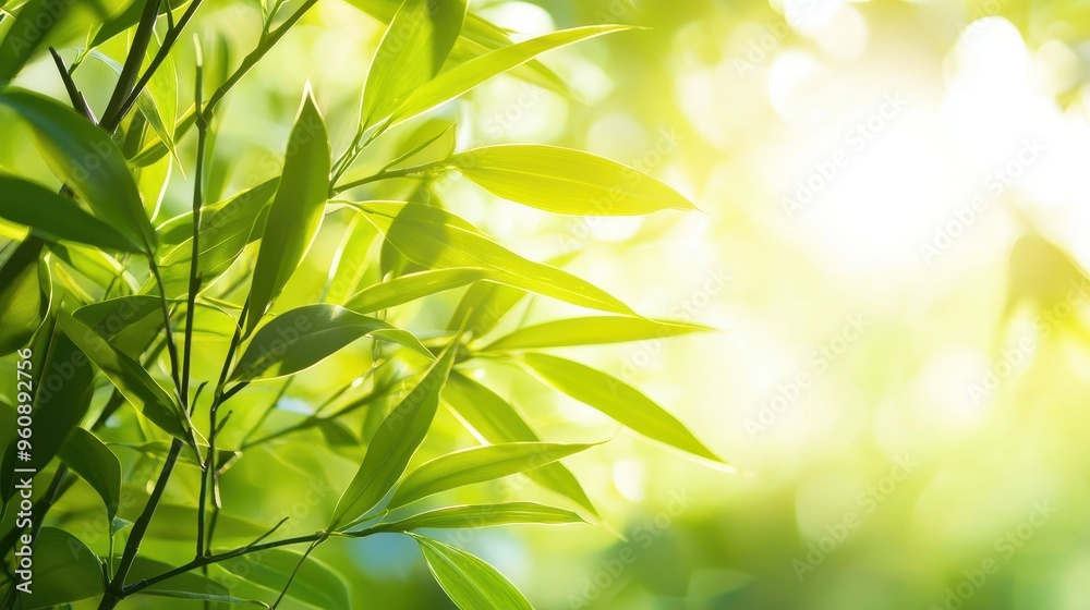 Green Leaves Sunlight Bokeh Natural Background Green Leaves Sunlight Bokeh Natural Background