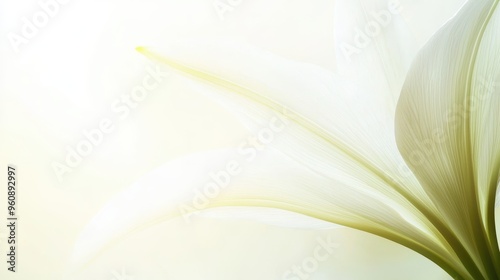 Wallpaper Mural White Lily Flower Petals Close Up Abstract Background Torontodigital.ca