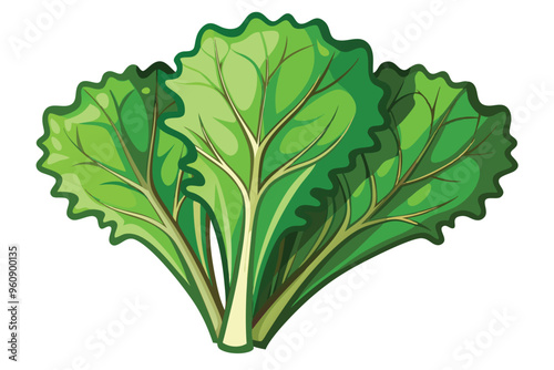 Kale vector illustration isolated in white background